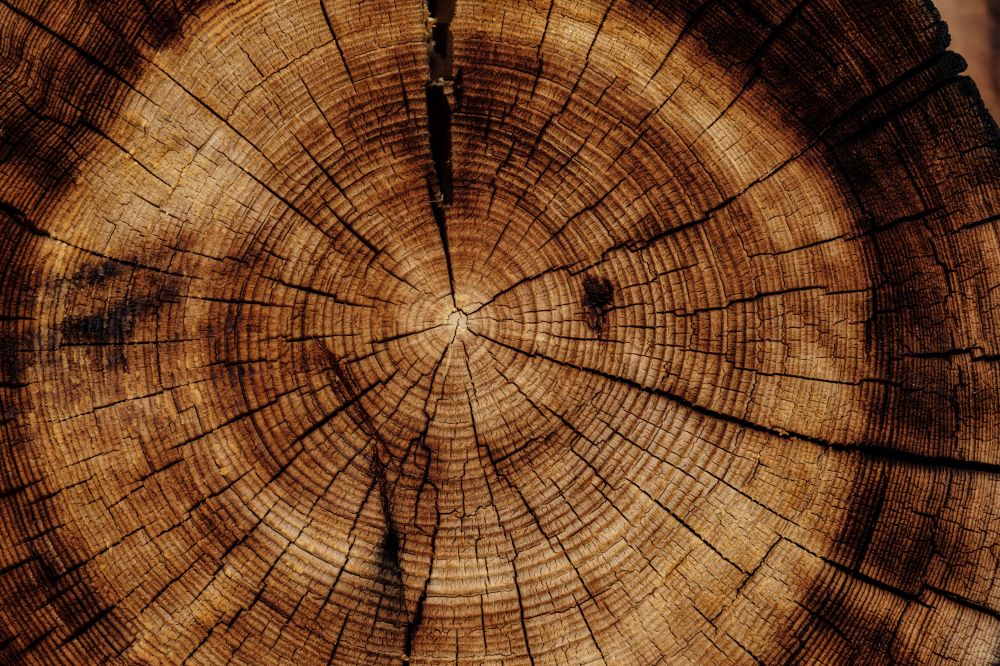 Beskärning av träd: När, varför och hur