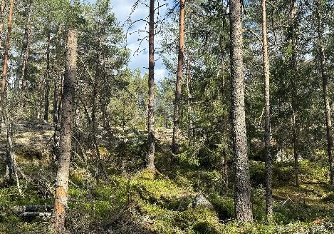 Virkesköp i Östergötland: så skapar skogsägare trygga och lönsamma affärer